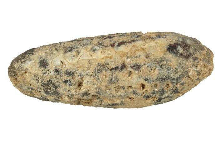 Fossil Cycadophyte Seed Cone - Boujdour, Morocco #255042